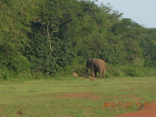 Uganda - Chobe Sarari Lodge - elephant at airstrip