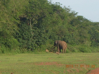 Uganda - Chobe Sarari Lodge - elephant at airstrip