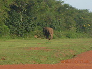 Uganda - Chobe Sarari Lodge - baboon