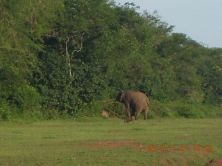 Uganda - Chobe Sarari Lodge - elephant at airstrip