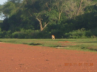 Uganda - Chobe Sarari Lodge - water buffalos