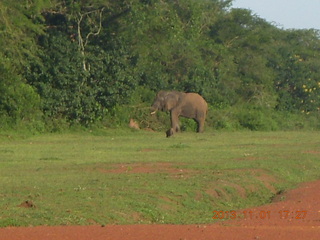 Uganda - Chobe Sarari Lodge - elephant at airstrip