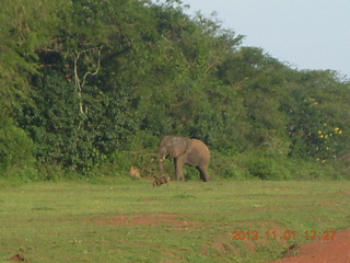 Uganda - Chobe Sarari Lodge - elephant at airstrip