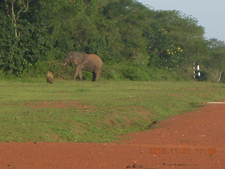 Uganda - Chobe Sarari Lodge - elephant at airstrip