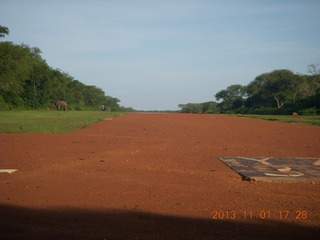 Uganda - Chobe Sarari Lodge - elephant at airstrip