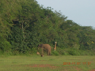 Uganda - Chobe Sarari Lodge - elephant at airstrip