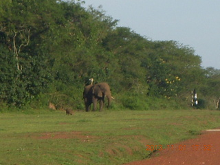 Uganda - Chobe Sarari Lodge - elephant at airstrip