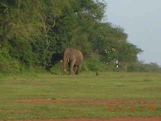 Uganda - Chobe Sarari Lodge - elephant at airstrip