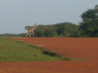 Uganda - Chobe Sarari Lodge - elephant at airstrip