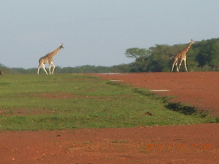 Uganda - Chobe Sarari Lodge - elephant at airstrip