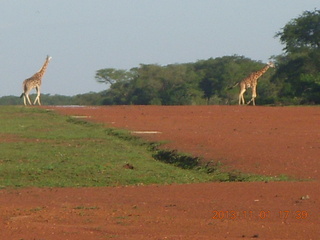 Uganda - Chobe Sarari Lodge - giraffes at airstrip