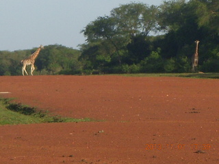 Uganda - Chobe Sarari Lodge - giraffe at airstrip