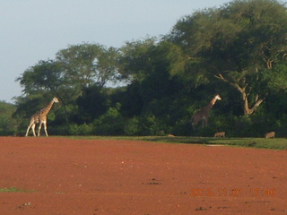 Uganda - Chobe Sarari Lodge - elephant at airstrip