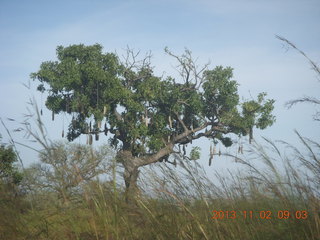 49 8f2. Uganda - drive to Murcheson Falls National Park