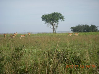 Uganda - drive to Murcheson Falls National Park