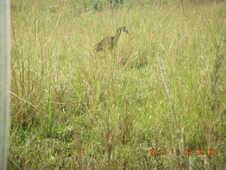 Uganda - drive to Murcheson Falls National Park - bird