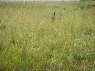 Uganda - drive to Murcheson Falls National Park - bird