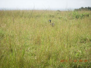 Uganda - drive to Murcheson Falls National Park - bird