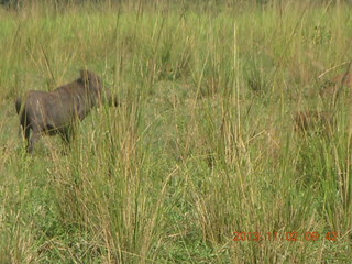 Uganda - drive to Murcheson Falls National Park