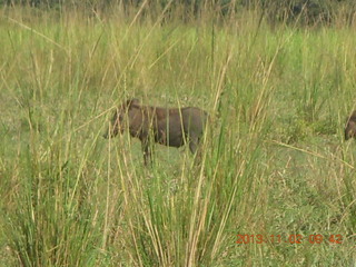 Uganda - drive to Murcheson Falls National Park