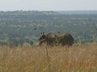 Uganda - drive to Murcheson Falls National Park - elephants