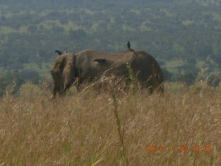 Uganda - drive to Murcheson Falls National Park - elephants