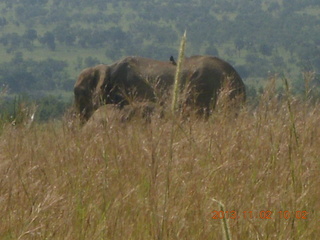 Uganda - drive to Murcheson Falls National Park - bird