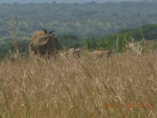 Uganda - drive to Murcheson Falls National Park - elephants