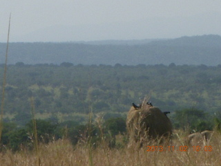 Uganda - drive to Murcheson Falls National Park - warthog