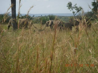 Uganda - drive to Murcheson Falls National Park - elephants