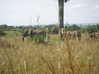 Uganda - drive to Murcheson Falls National Park - elephants