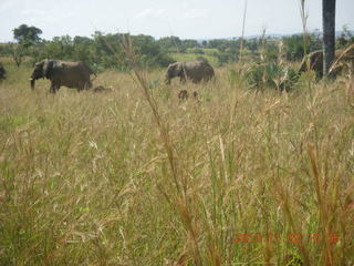 Uganda - drive to Murcheson Falls National Park - elephants