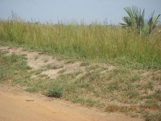 Uganda - drive to Murcheson Falls National Park - elephants