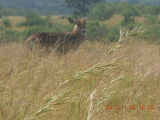 Uganda - drive to Murcheson Falls National Park - elephants