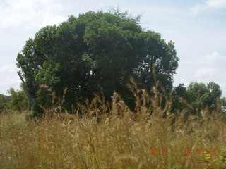 Uganda - drive to Murcheson Falls National Park - elephants