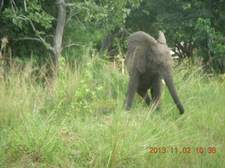 Uganda - drive to Murcheson Falls National Park - elephants