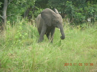 Uganda - drive to Murcheson Falls National Park - elephant