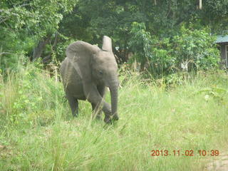 Uganda - drive to Murcheson Falls National Park - elephant