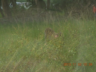 69 8f2. Uganda - drive to Murcheson Falls National Park - butterfly