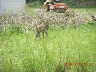 Uganda - Murcheson Falls National Park - baboon