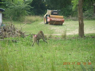 Uganda - Murcheson Falls National Park - baboon