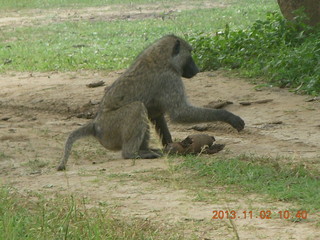 Uganda - drive to Murcheson Falls National Park - NO ENTRY sign