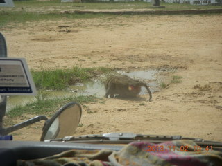 96 8f2. Uganda - Murcheson Falls National Park - baboon