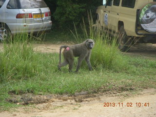 Uganda - Murcheson Falls National Park - baboon