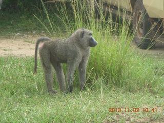 Uganda - drive to Murcheson Falls National Park - elephant