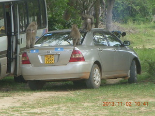 Uganda - drive to Murcheson Falls National Park - elephant