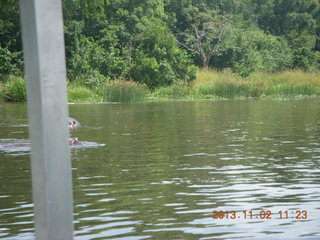 130 8f2. Uganda - Murcheson Falls National Park boat ride - hippopotamoi