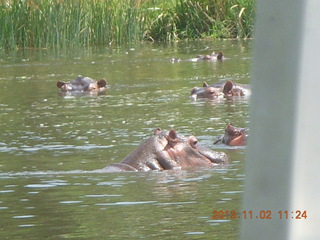 Uganda - Murcheson Falls National Park boat ride - hippos