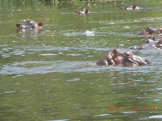 Uganda - Murcheson Falls National Park boat ride