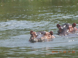 Uganda - Murcheson Falls National Park boat ride - hippos